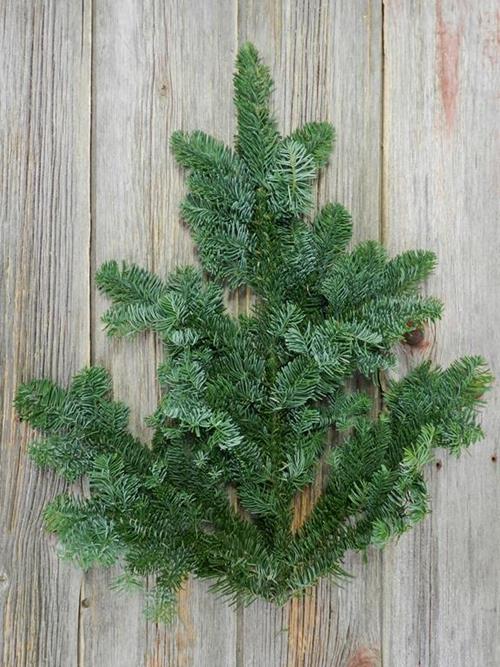 DOUGLAS FIR BOUGHS